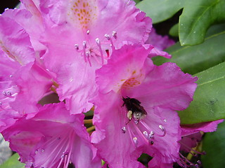 Image showing pink blossom