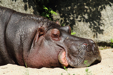 Image showing small hippo