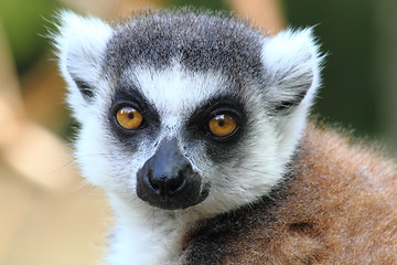 Image showing lemur monkey 