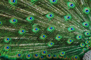 Image showing peacock background