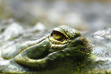 Image showing alligator eye