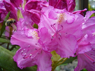 Image showing pink blossom