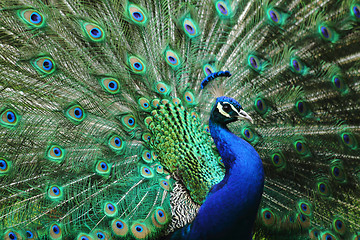 Image showing peacock