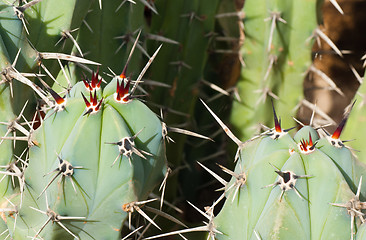 Image showing Cactus