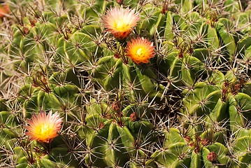 Image showing Cactus