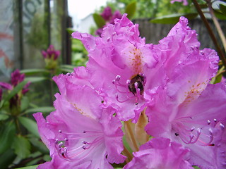 Image showing pink blossom