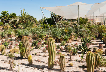 Image showing Cactus farm