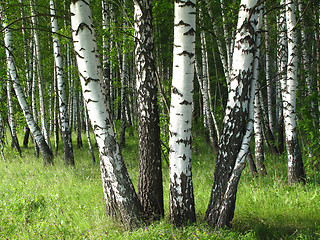 Image showing birch trees