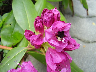 Image showing pink blossom