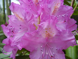 Image showing pink blossom