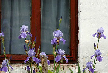 Image showing iris in the garden