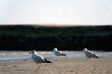 Image showing Seagulls At Low Tide