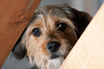 Image showing Borkie Dog Peeking Through a Gap