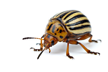 Image showing Potato bug (leptinotarsa decemlineata)