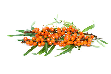 Image showing Sea buckthorn branch with berries