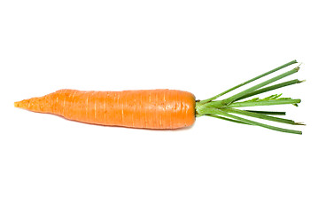 Image showing Single carrot