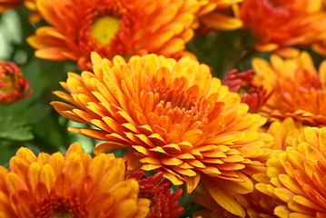 Image showing Orange chrysanthemum flower