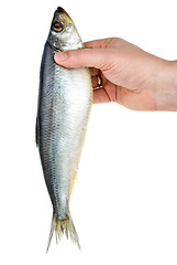 Image showing Hand holding salted herring