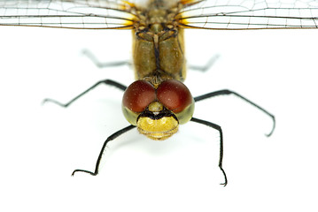 Image showing Dragonfly 