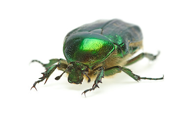 Image showing Flower chafer (rose chafer, Cetonia aurata)