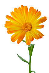 Image showing Calendula flower