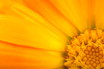 Image showing Floral background: Close-up shot of orange calendula flower