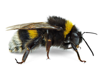 Image showing Crawling bumblebee