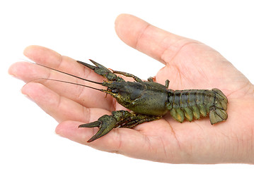Image showing Live river crayfish in hand