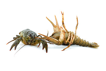 Image showing Two live crayfishes isolated on the white background