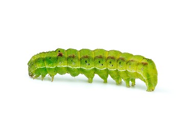 Image showing Green caterpillar