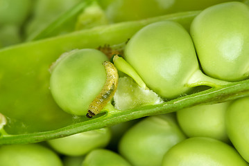 Image showing Worm in the pea pod
