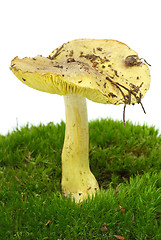 Image showing Man-on-the-horse (Tricholoma Flavovirens) agaric