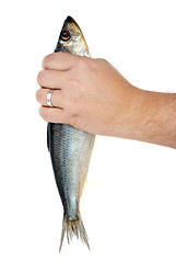 Image showing Hand holding salted herring