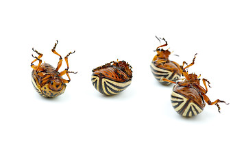 Image showing Four dead potato bugs (leptinotarsa decemlineata)