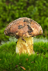 Image showing Yellow boletus (Sullius granulatus) growned on the green moss