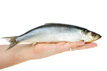 Image showing Salted herring lie in hand