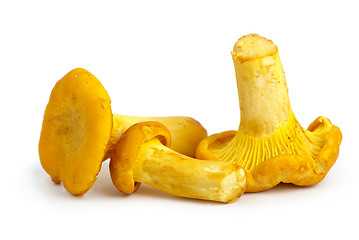 Image showing Three chanterelle mushrooms