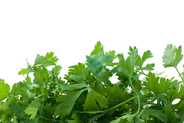 Image showing Some fresh green parsley