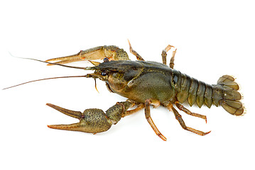 Image showing Crayfish isolated on the white background