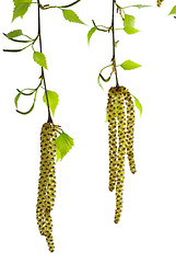 Image showing Two blossoming birch branches