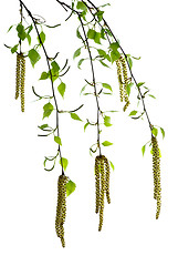 Image showing New birch branches with blossom