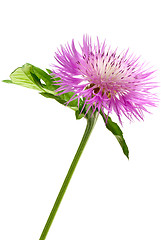 Image showing Pink centaury flower