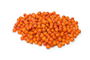 Image showing Pile of sea buckthorn berries