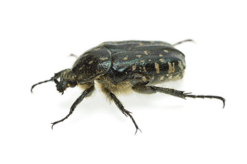 Image showing Alleculid beetle (Tropinota (Epicometis) hirta Poda (Scarabaeidae))