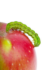 Image showing Big green caterpillar crawling over the red apple