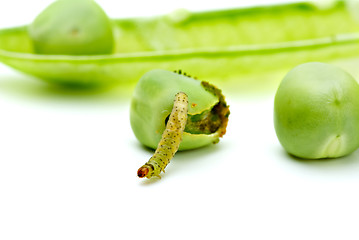 Image showing Worm crawling from the eaten pea