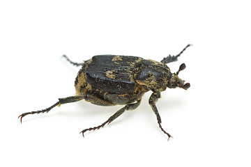 Image showing Checkered beetle (Valgus hemipterus)