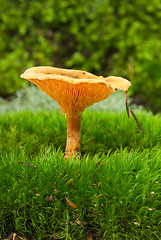 Image showing False chanterelle (Hygrophoropsis aurantiaca) agaric