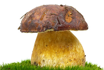 Image showing Boletus (Boletus edulis) on the green moss