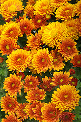 Image showing Background of fresh orange chrysanthemum